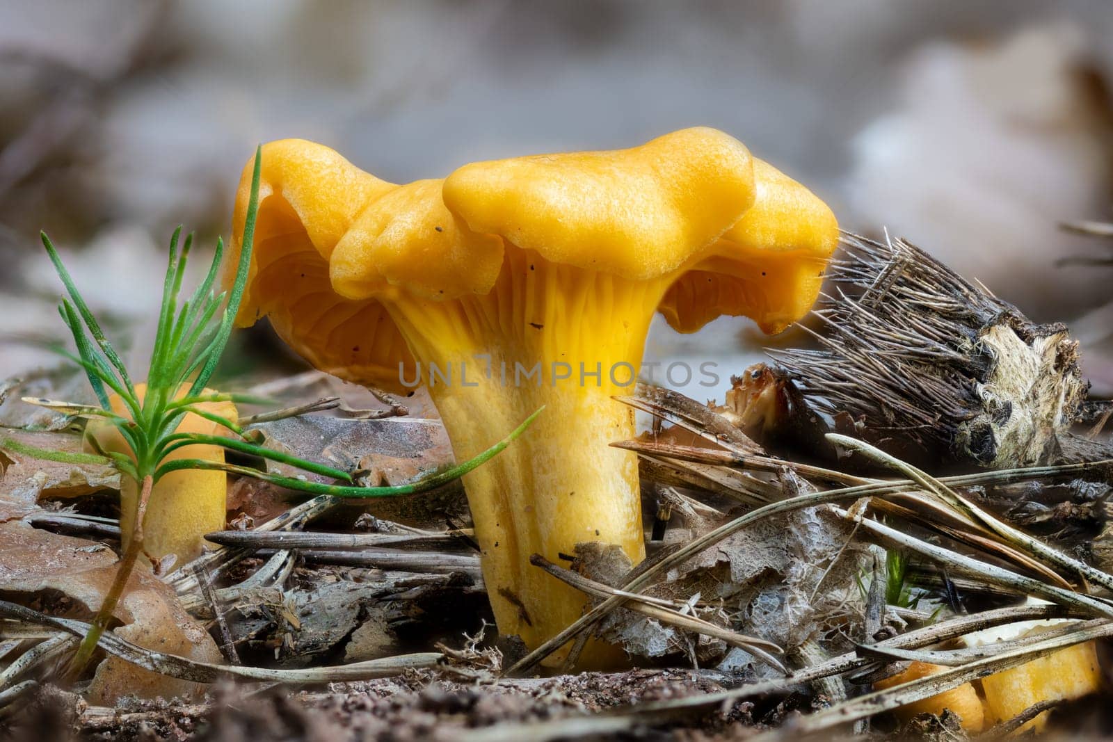Detail shot of a yellow chanterelle mushroom between pine needles on the forest floor