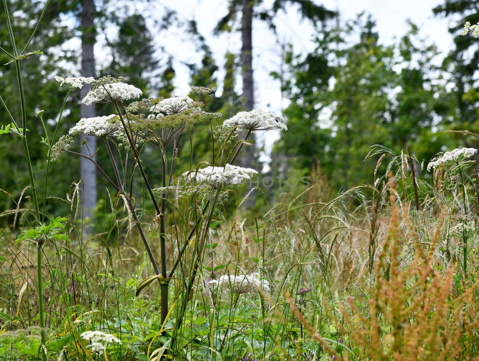 blooming angelica sylvestris in summer