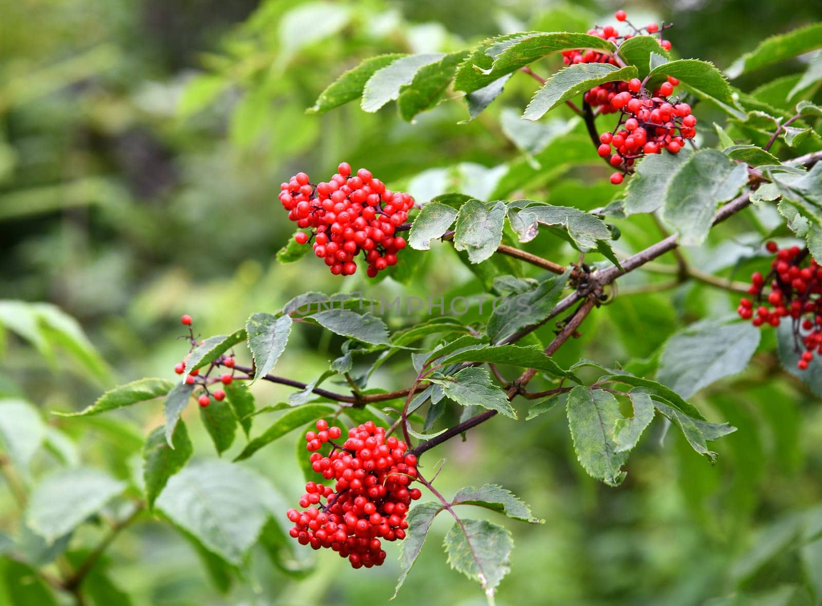 ripe fruits of the Sambucus racemosa