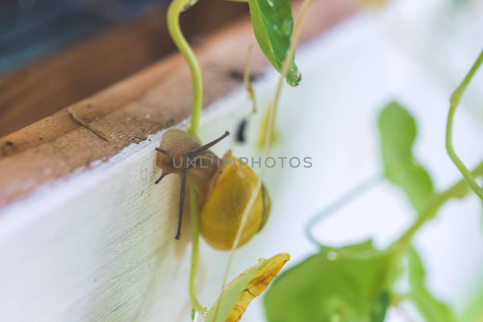 Snail crawling in the own garden after rain, close up