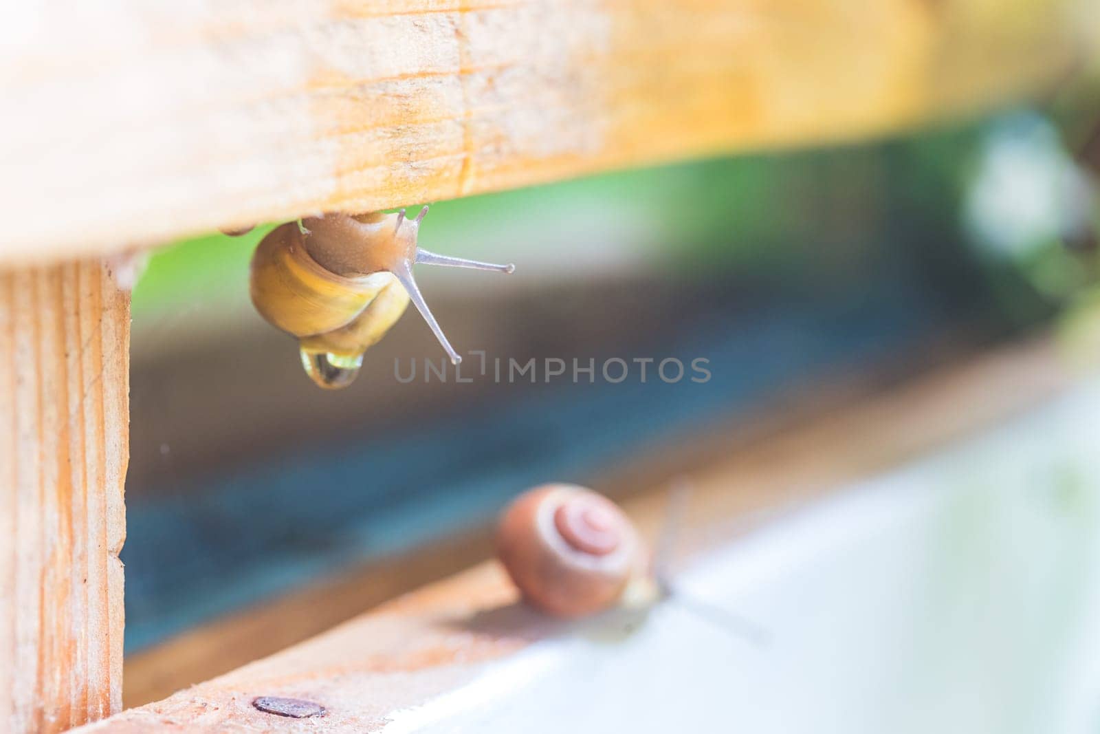 Snail crawling in the own garden after rain, close up