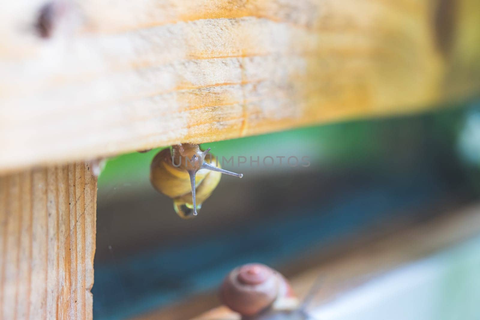 Snail crawling in the own garden after rain, close up