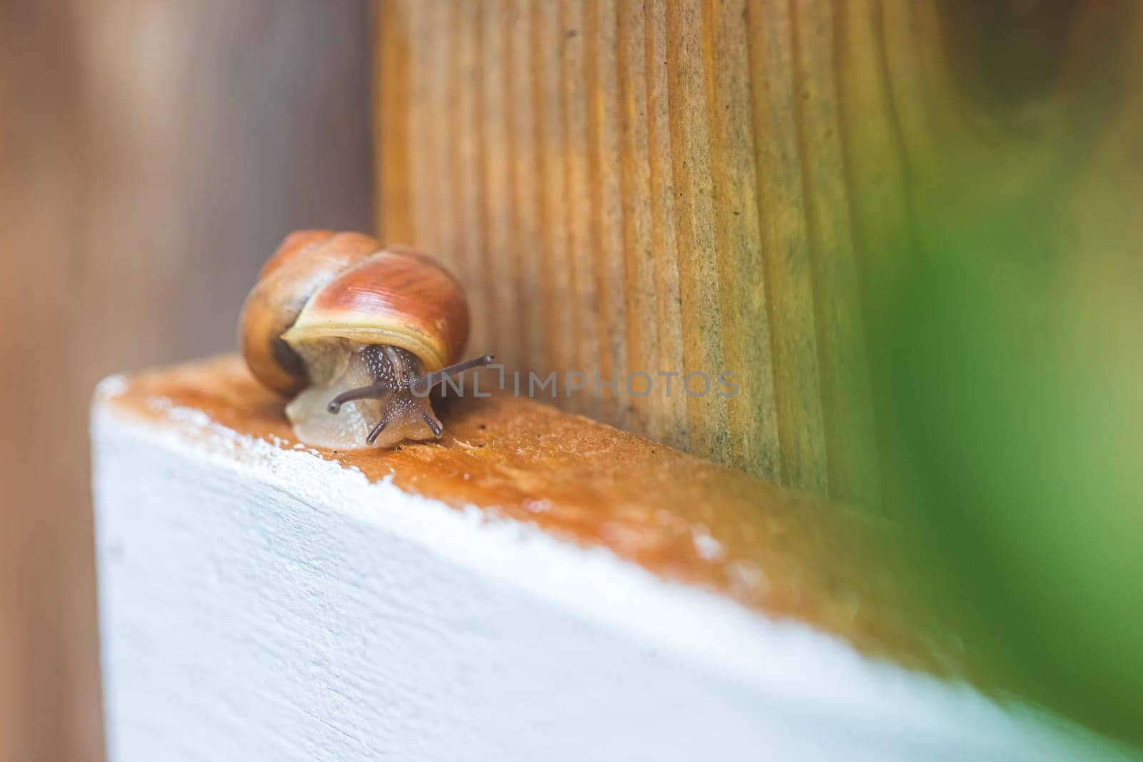 Snail crawling in the own garden after rain, close up