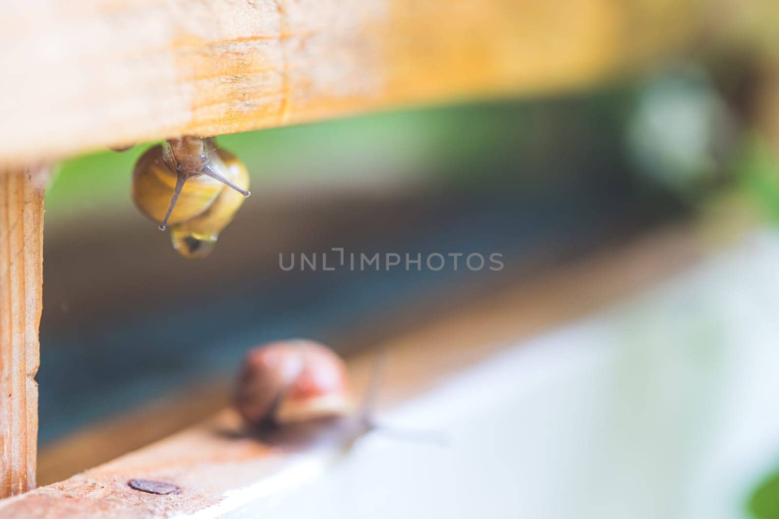 Snail crawling in the own garden after rain, close up