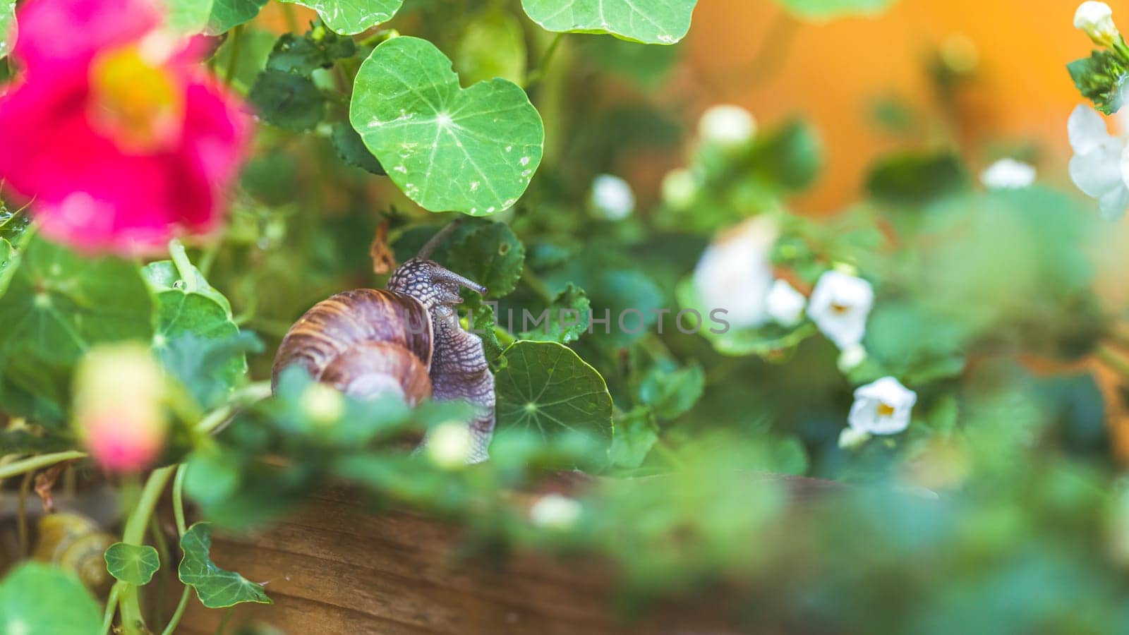 Snail crawling in the own garden after rain, close up