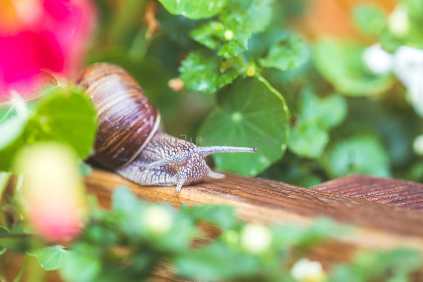Snail crawling in the own garden after rain, close up