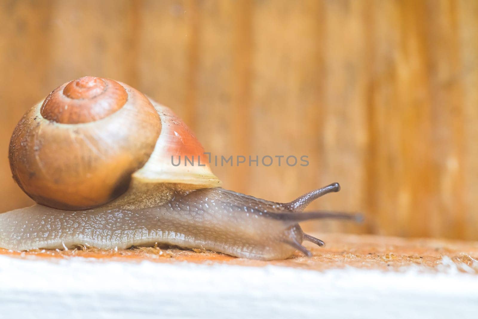 Snail crawling in the own garden after rain, close up