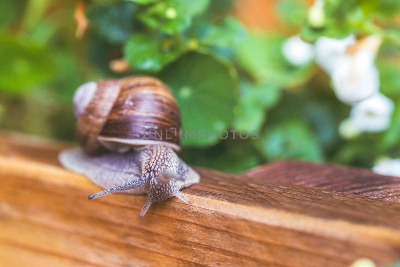 Snail crawling in the own garden after rain, close up