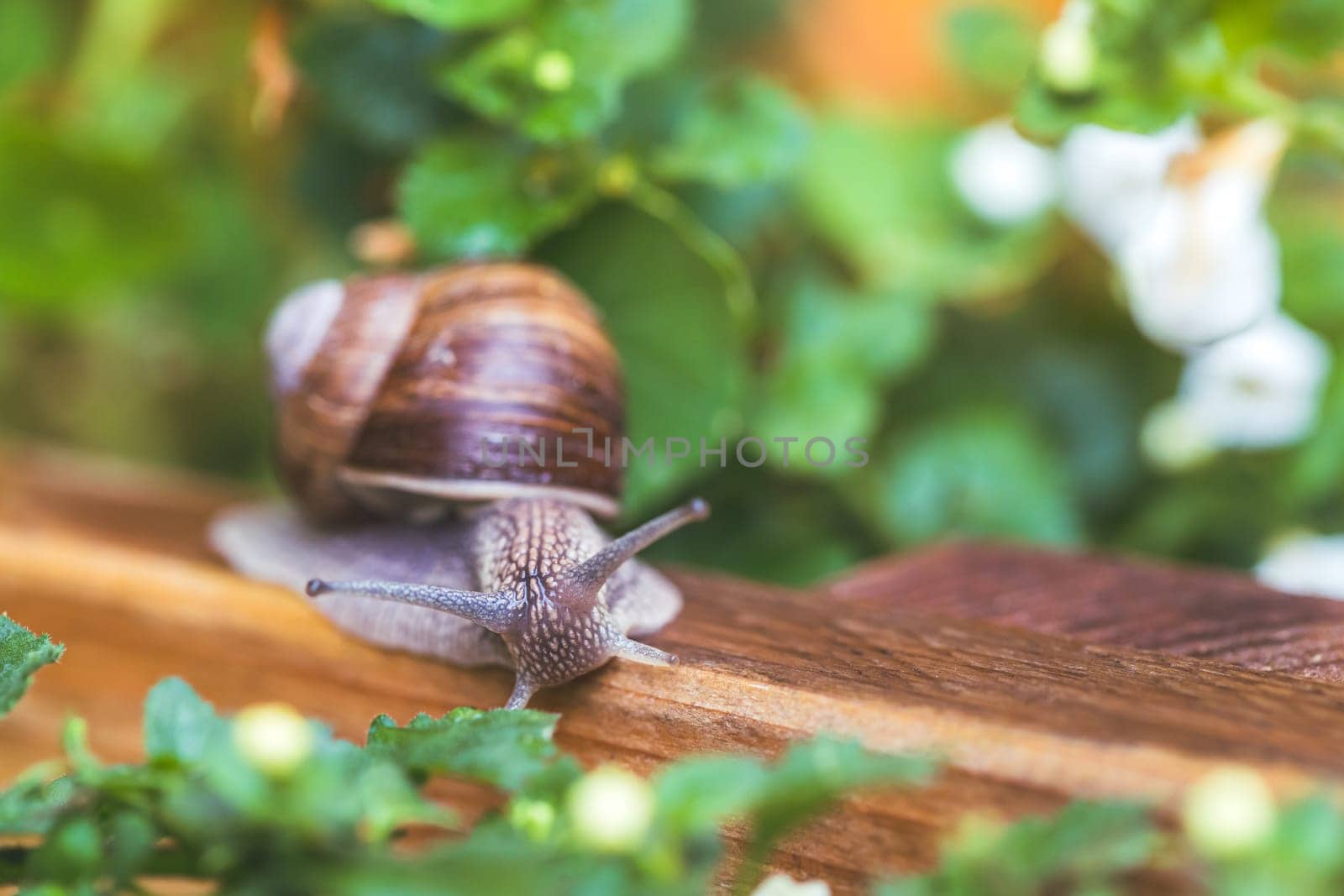 Snail crawling in the own garden after rain, close up