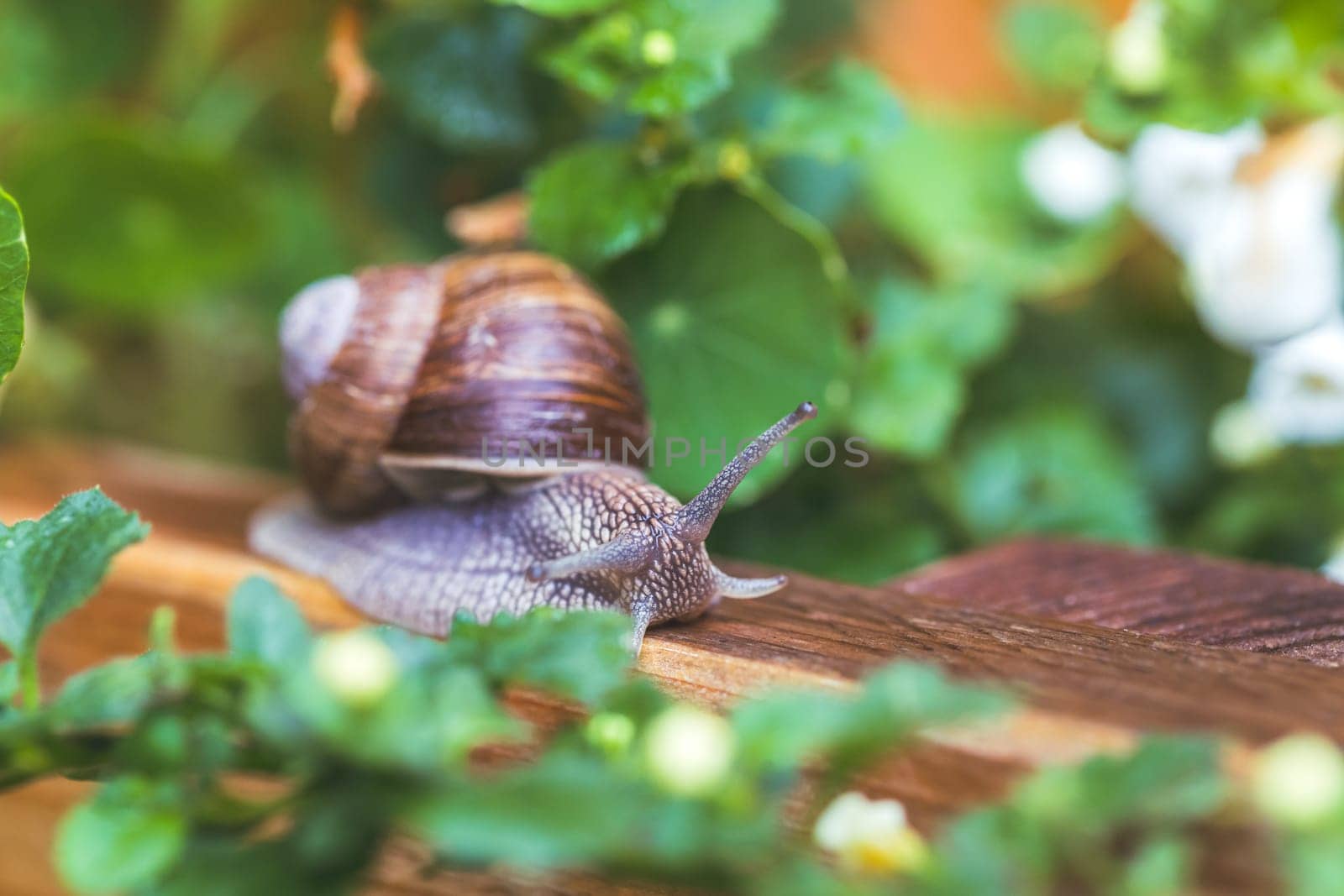 Snail crawling in the own garden after rain, close up