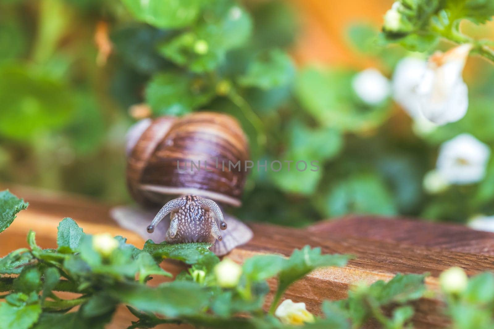 Snail crawling in the own garden after rain, close up