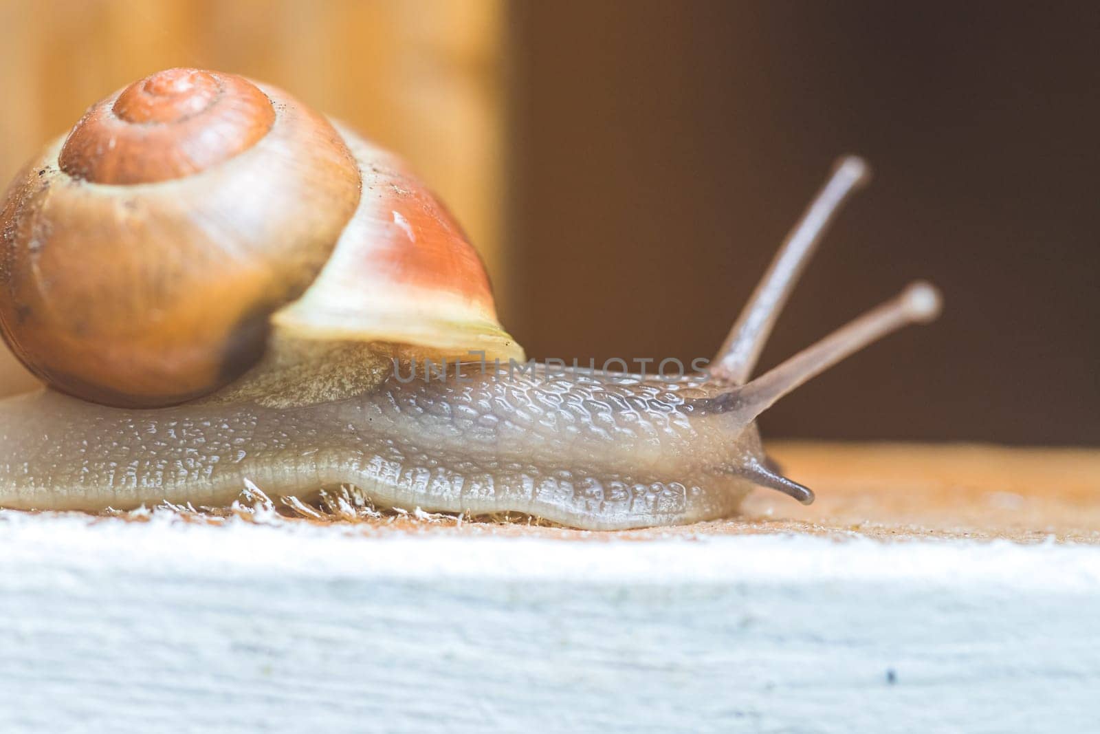 Snail crawling in the own garden after rain, close up