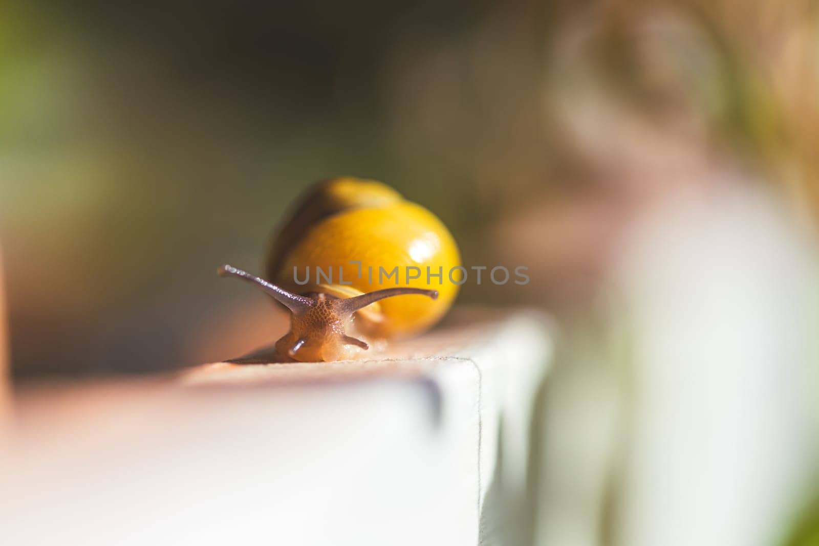 Snail crawling in the own garden after rain, close up