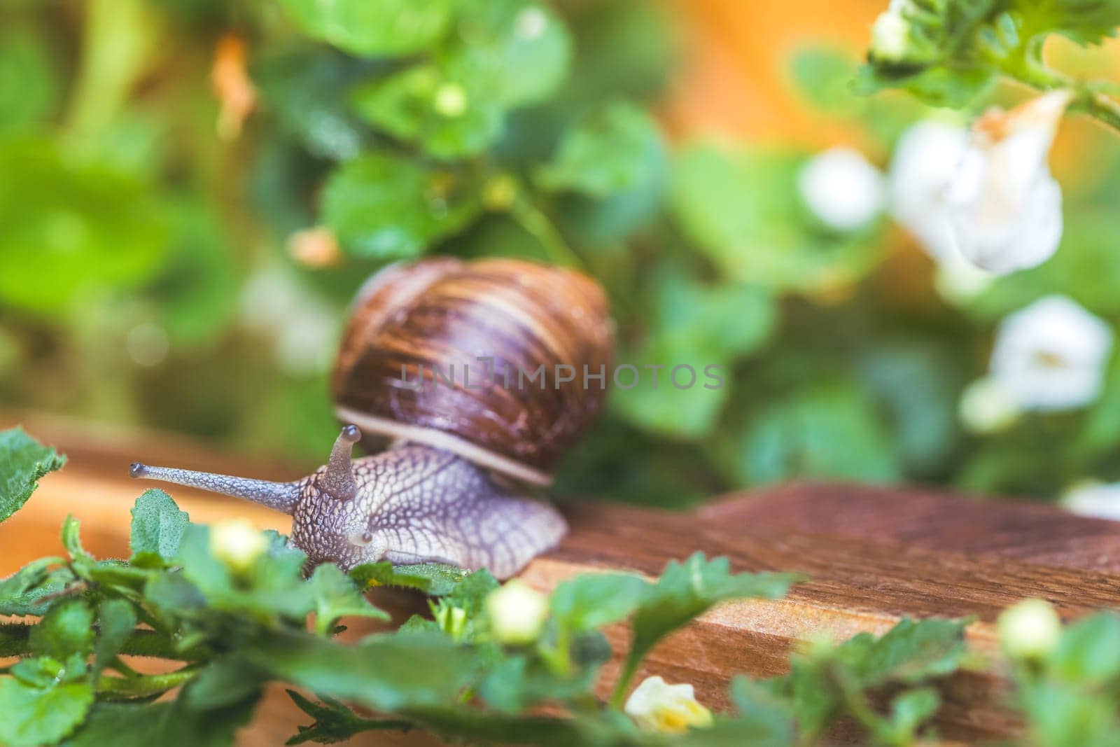 Snail crawling in the own garden after rain, close up