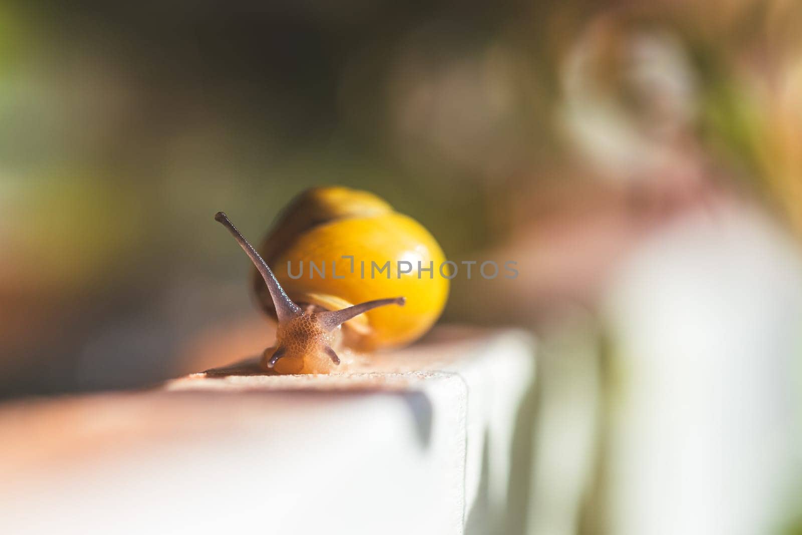 Snail crawling in the own garden after rain, close up