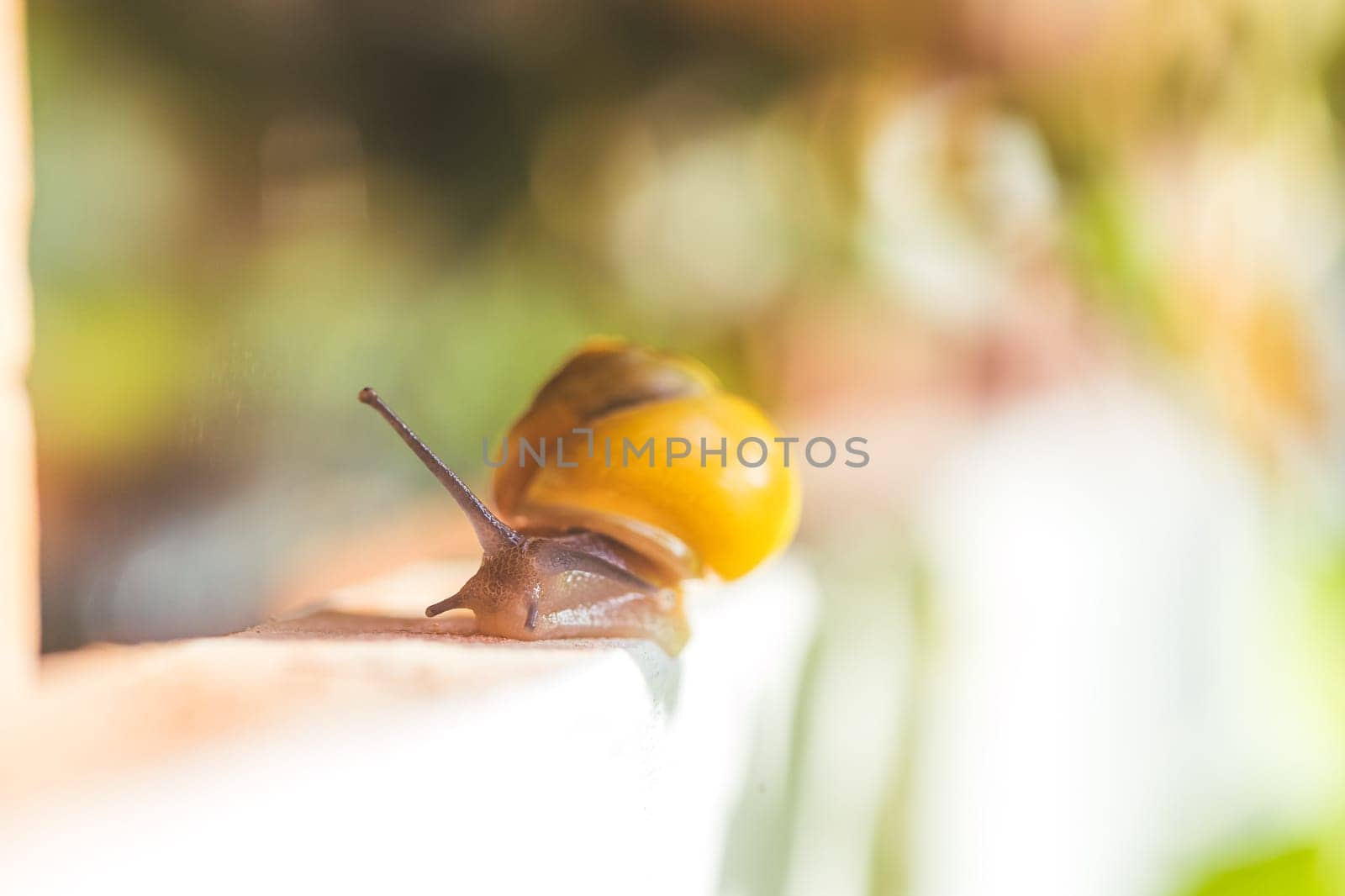 Snail crawling in the own garden after rain, close up