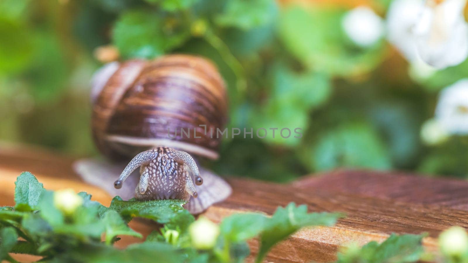 Snail crawling in the own garden after rain, close up