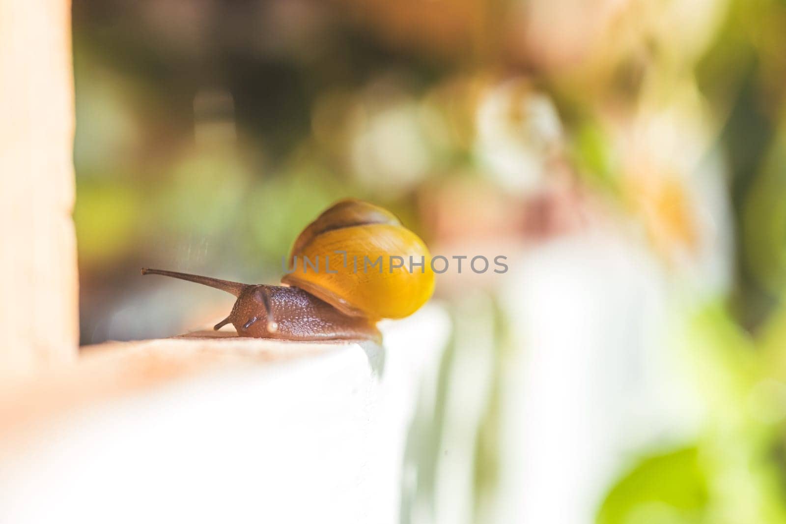 Snail crawling in the own garden after rain, close up