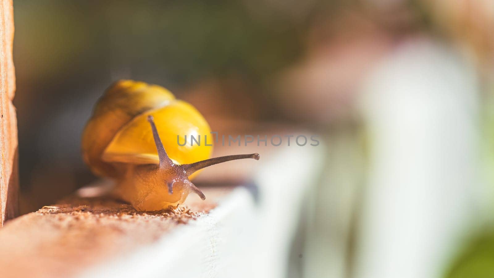 Snail crawling in the own garden after rain, close up