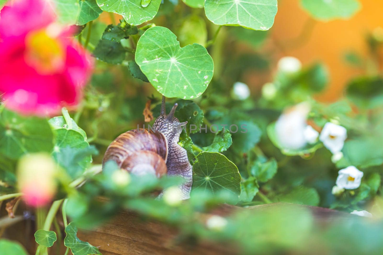 Snail crawling in the own garden after rain, close up