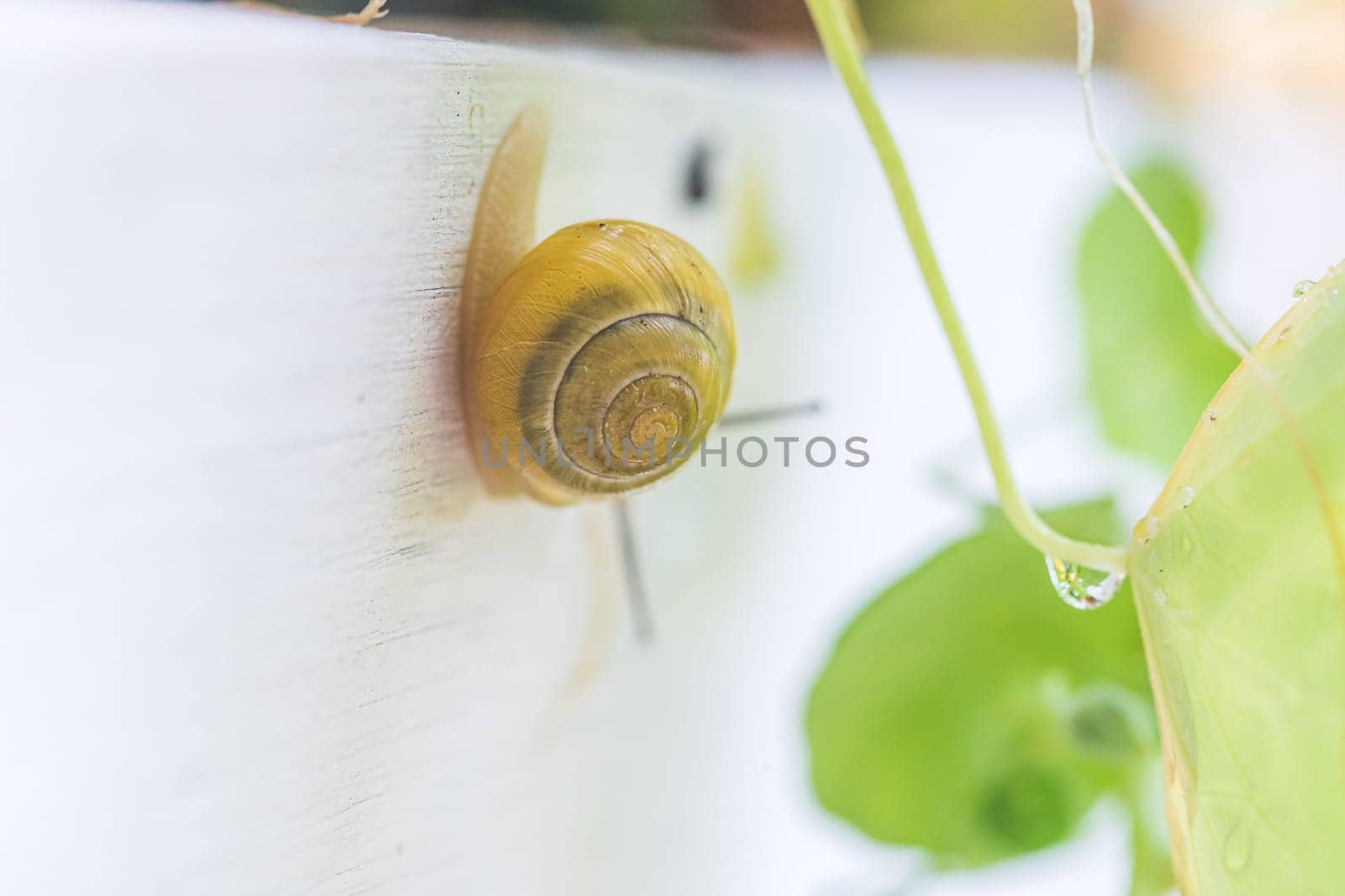 Snail crawling in the own garden after rain, close up