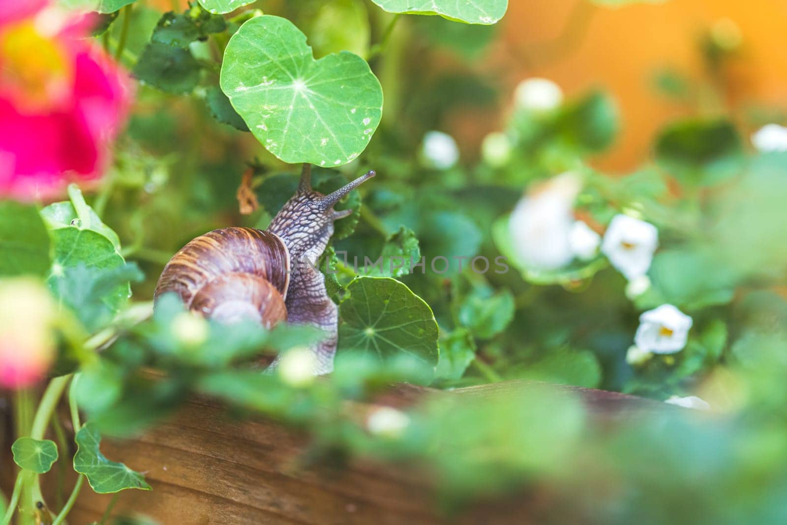 Snail crawling in the own garden after rain, close up