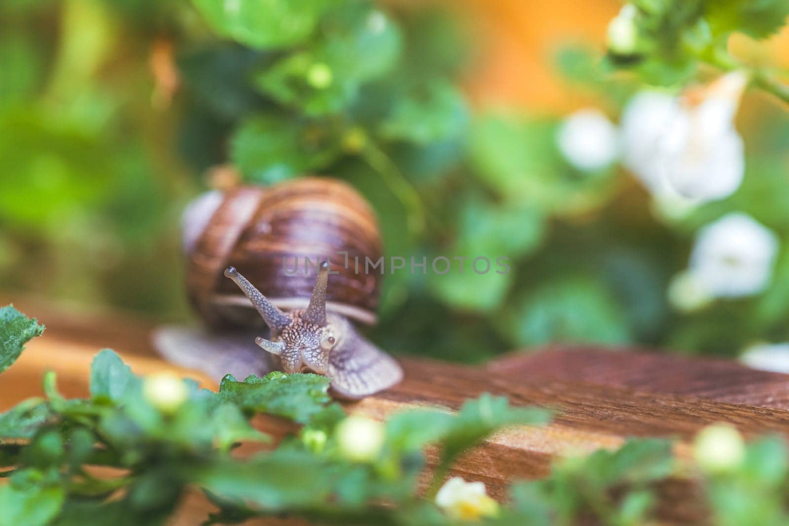 Snail crawling in the own garden after rain, close up