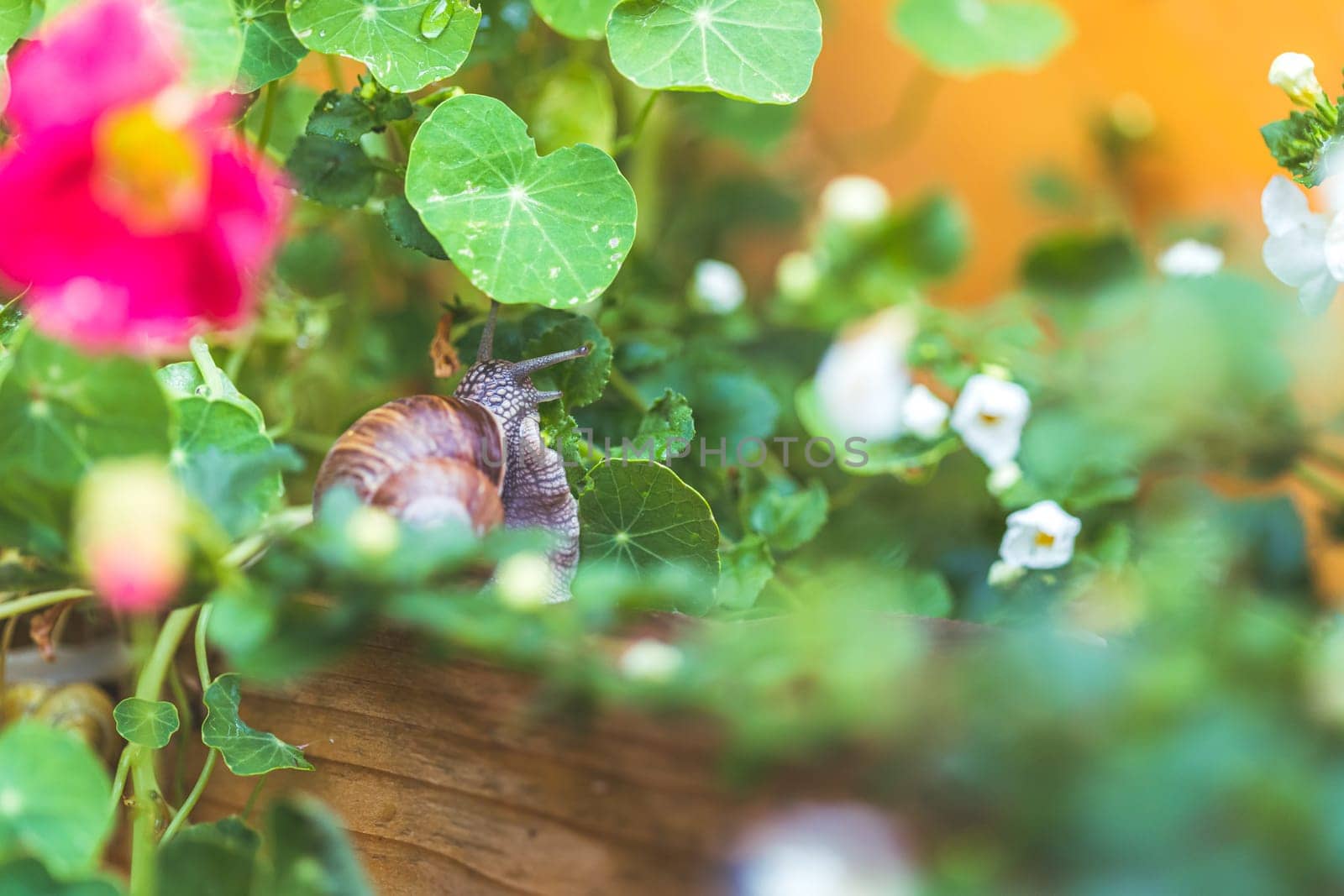 Snail crawling in the own garden after rain, close up