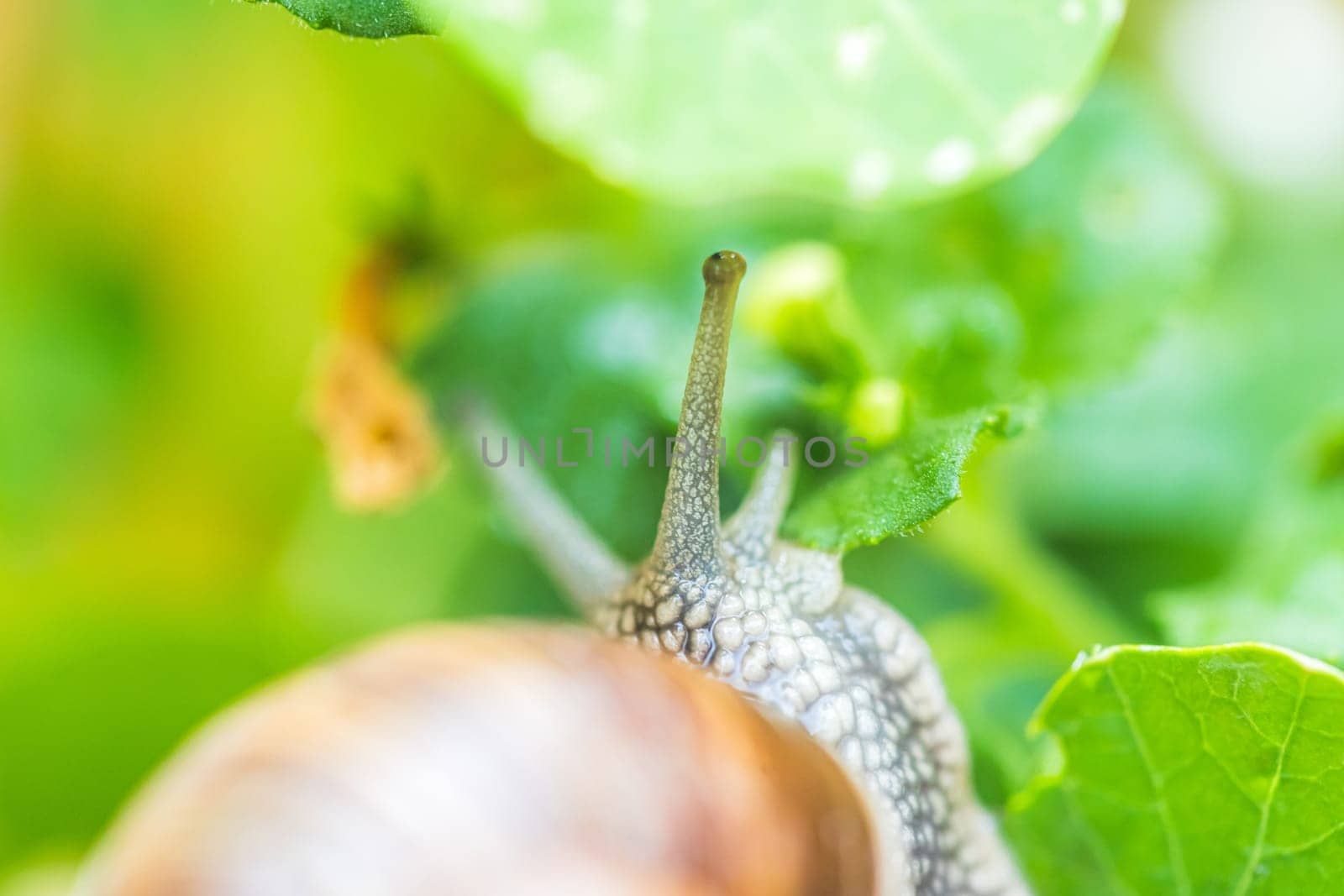 Snail crawling in the own garden after rain, close up