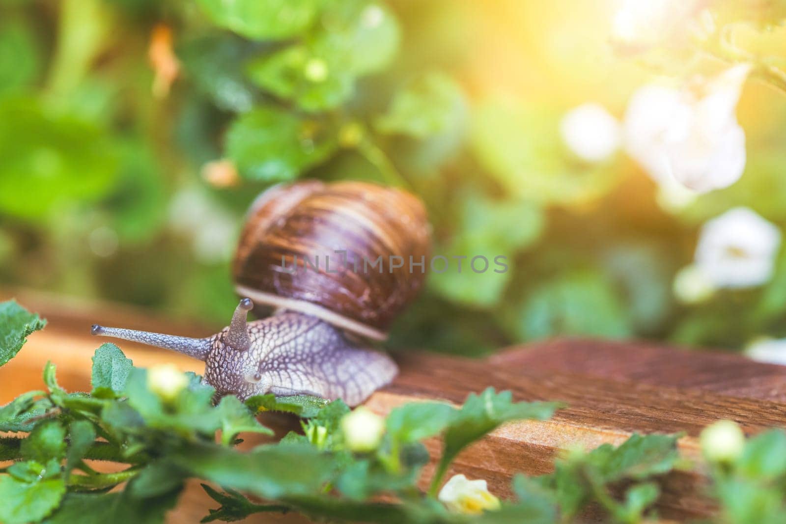 Snail crawling in the own garden after rain, close up