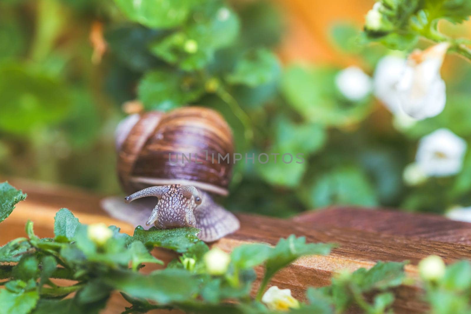 Snail crawling in the own garden after rain, close up