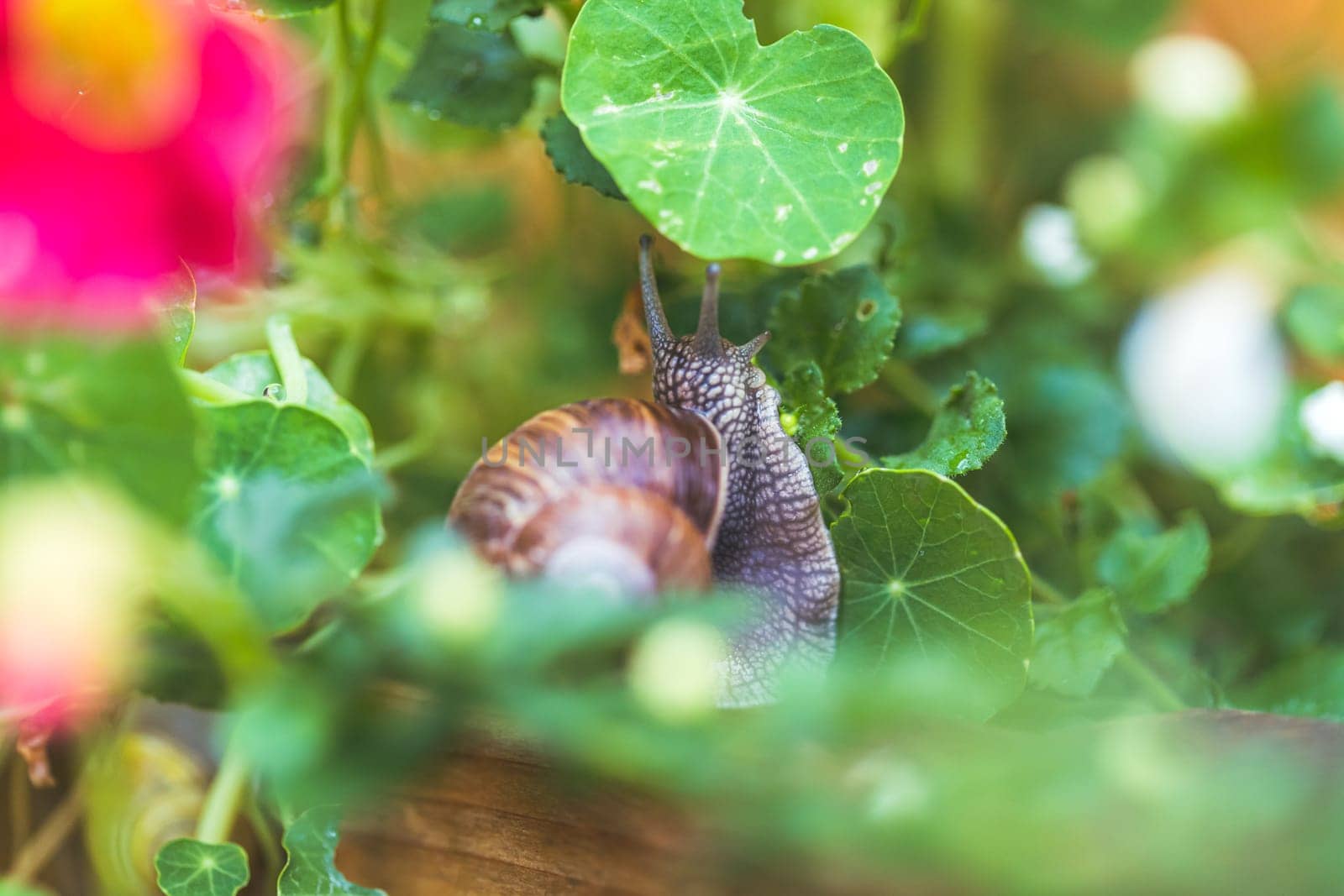 Snail crawling in the own garden after rain, close up