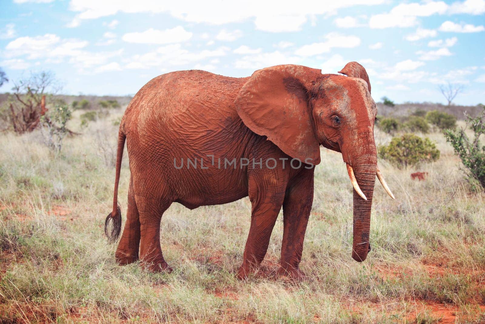 African bush elephant (Loxodonta africana) covered with red dust walking on low dry grass field. Tsavo East, Kenya