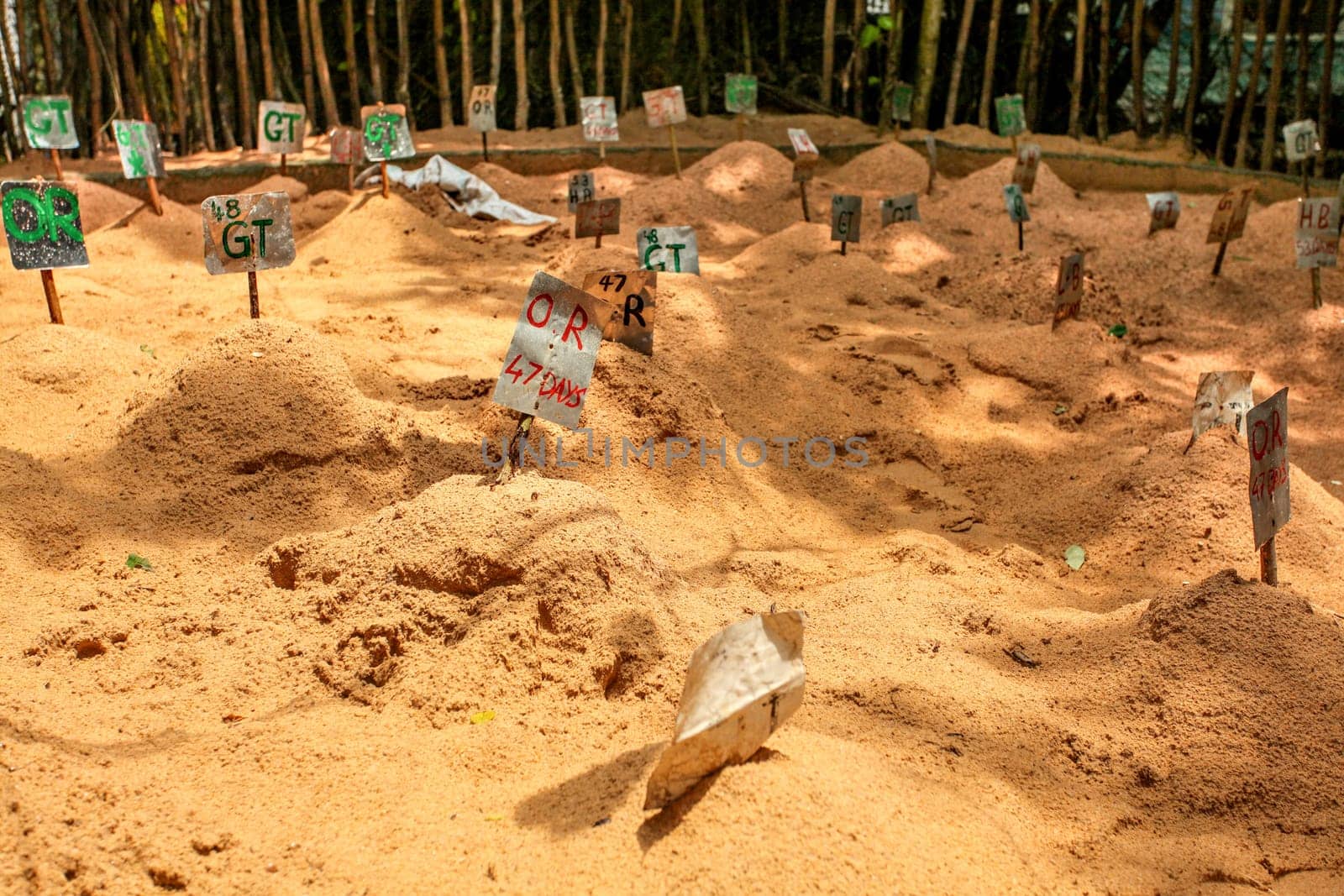 Labels with tortoise type and days egg is in the sand, in sea turtle hatchery