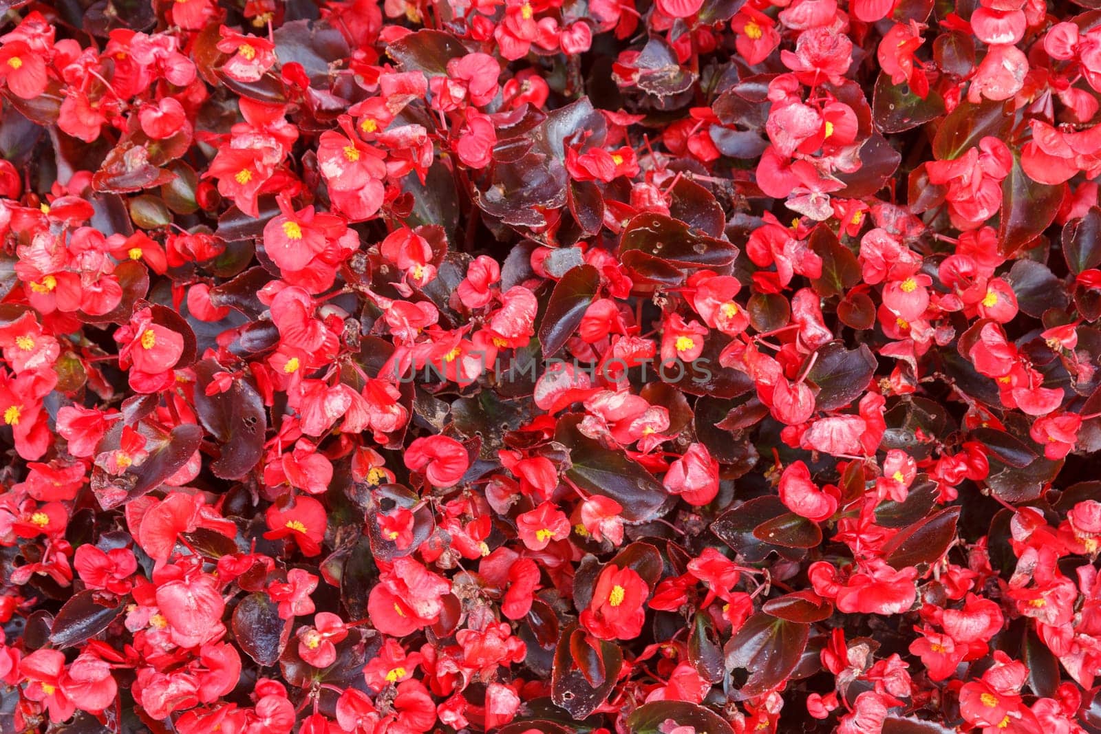 small red spring flower background in sunny day