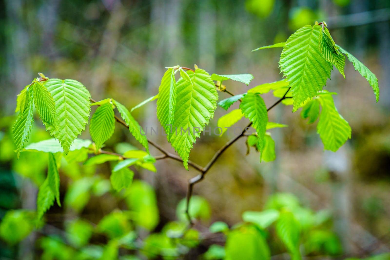 Close-up image of fresh green birch leaves in spring