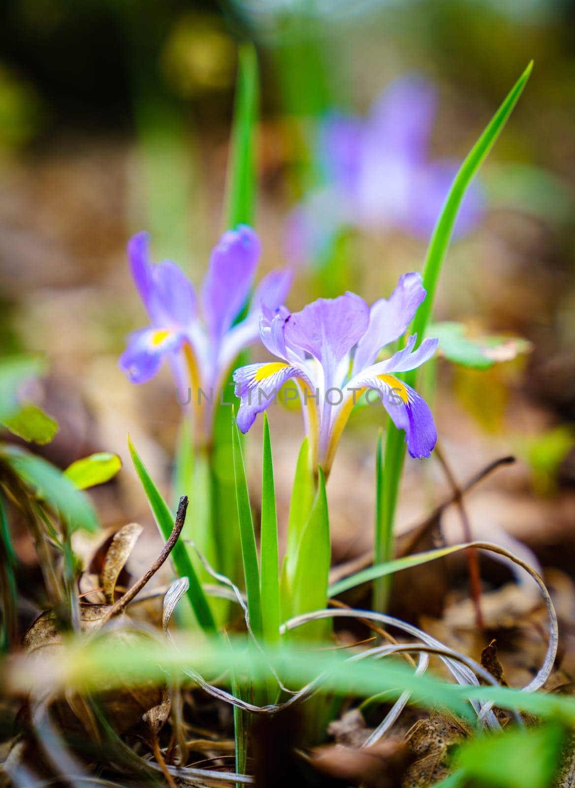 Dwarf Iris flower in Red River Gorge, Kentucky in spring