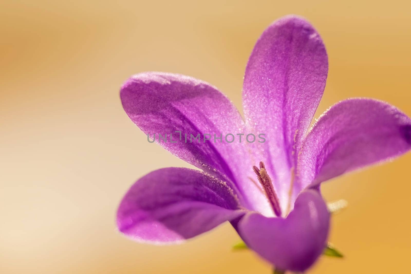 Closeup view of blooming blue bellflower  Horizontally.
