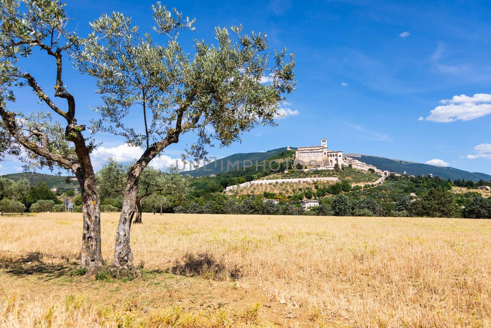 Olive trees in Assisi village in Umbria region, Italy. The town is famous for the most important Italian St. Francis Basilica (Basilica di San Francesco)