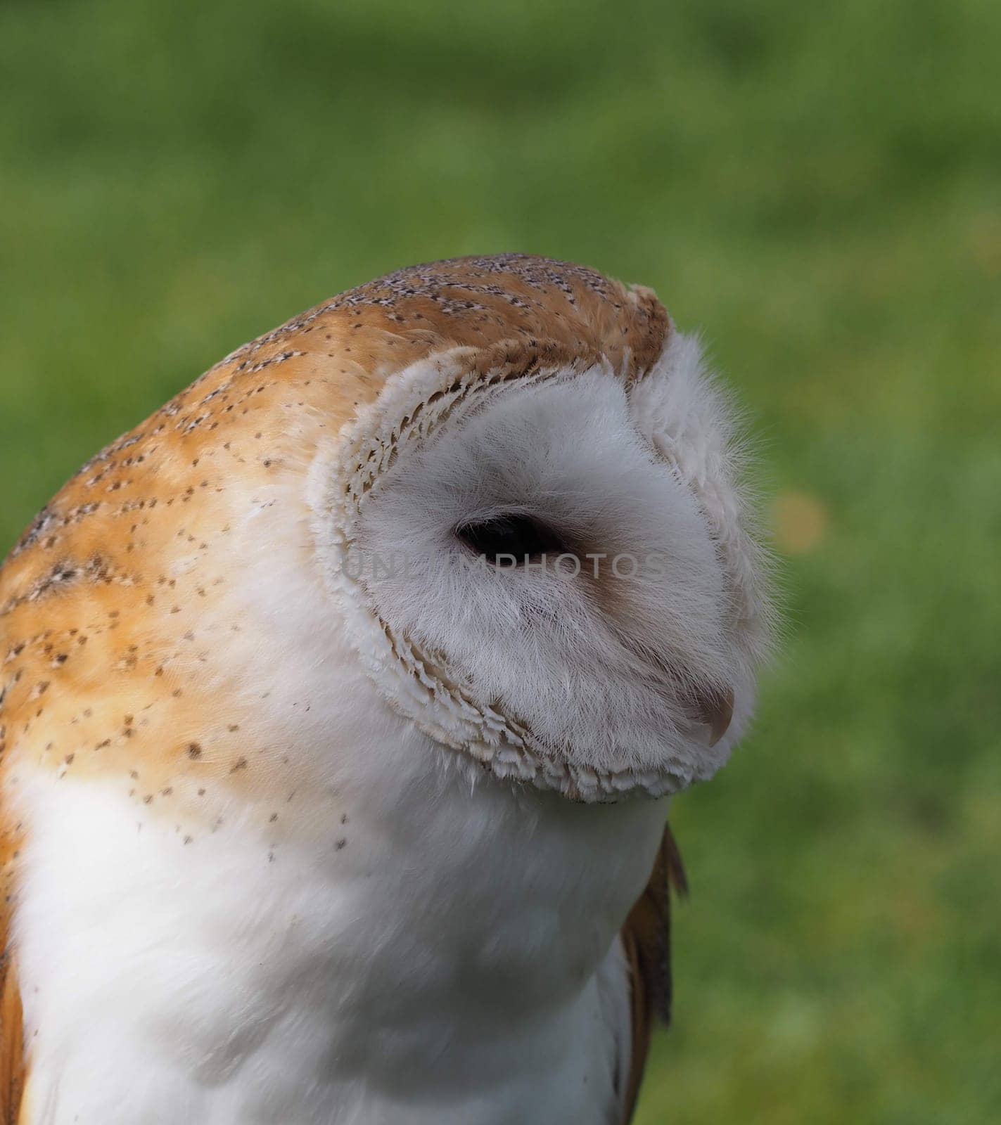Barn owl