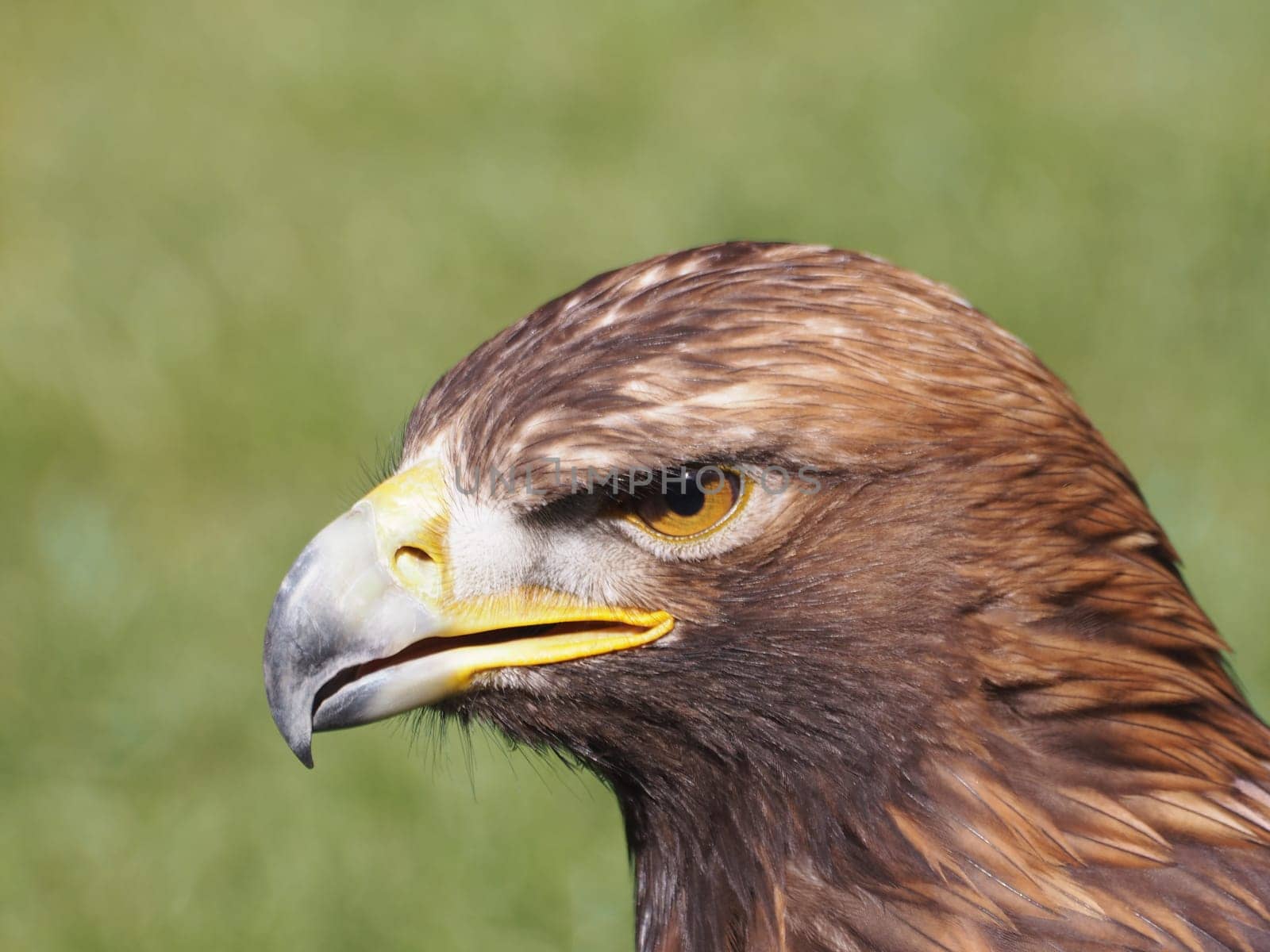 Golden eagle