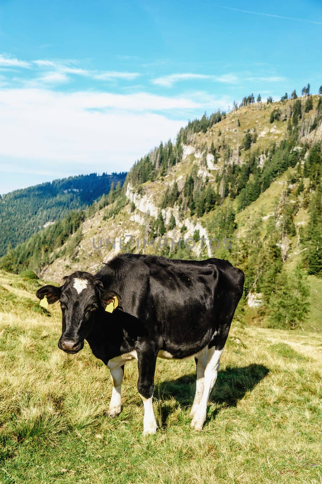 black cow standing in a meadow of the austrian alps