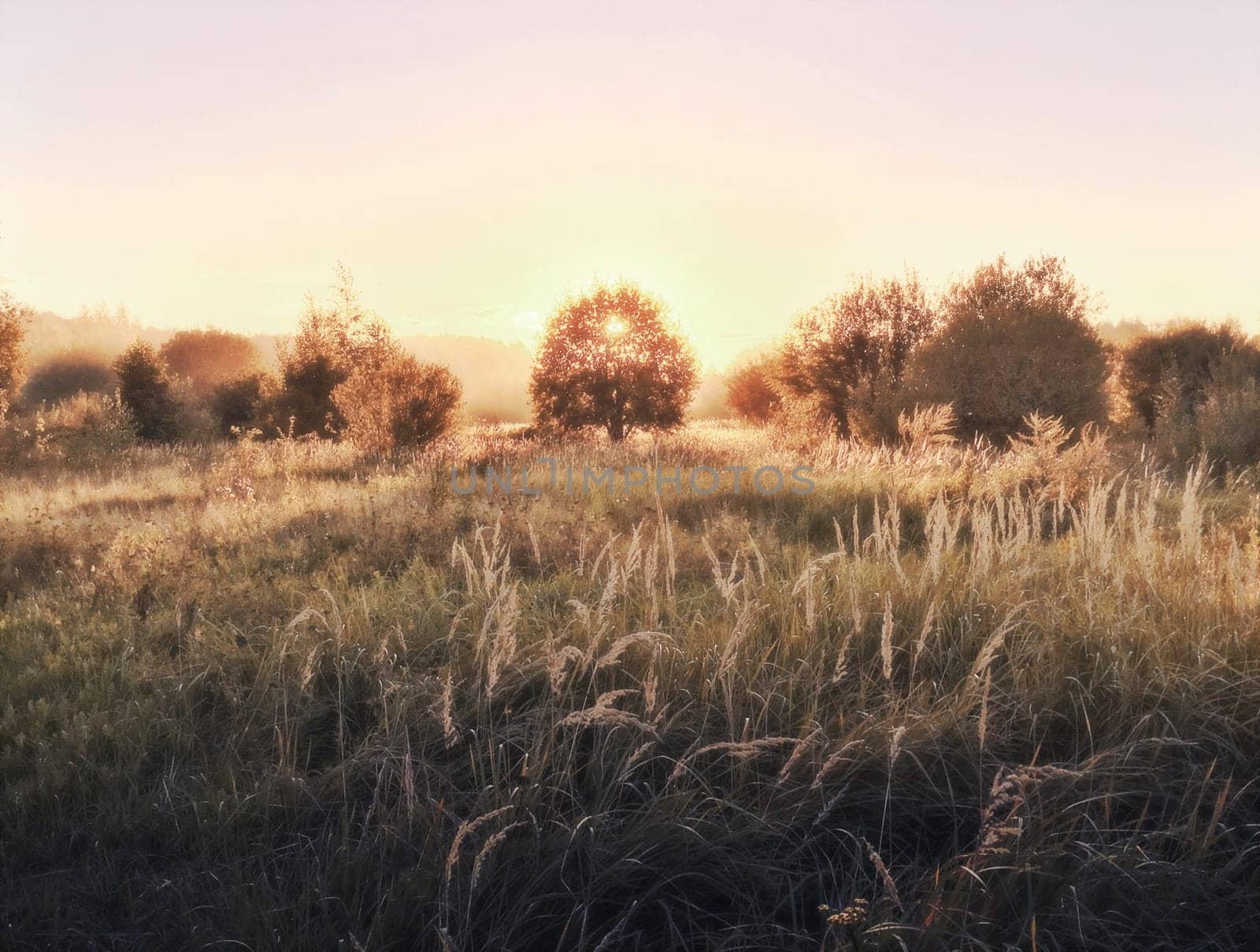 Sun setting behind tree in field, sunset scene of nature