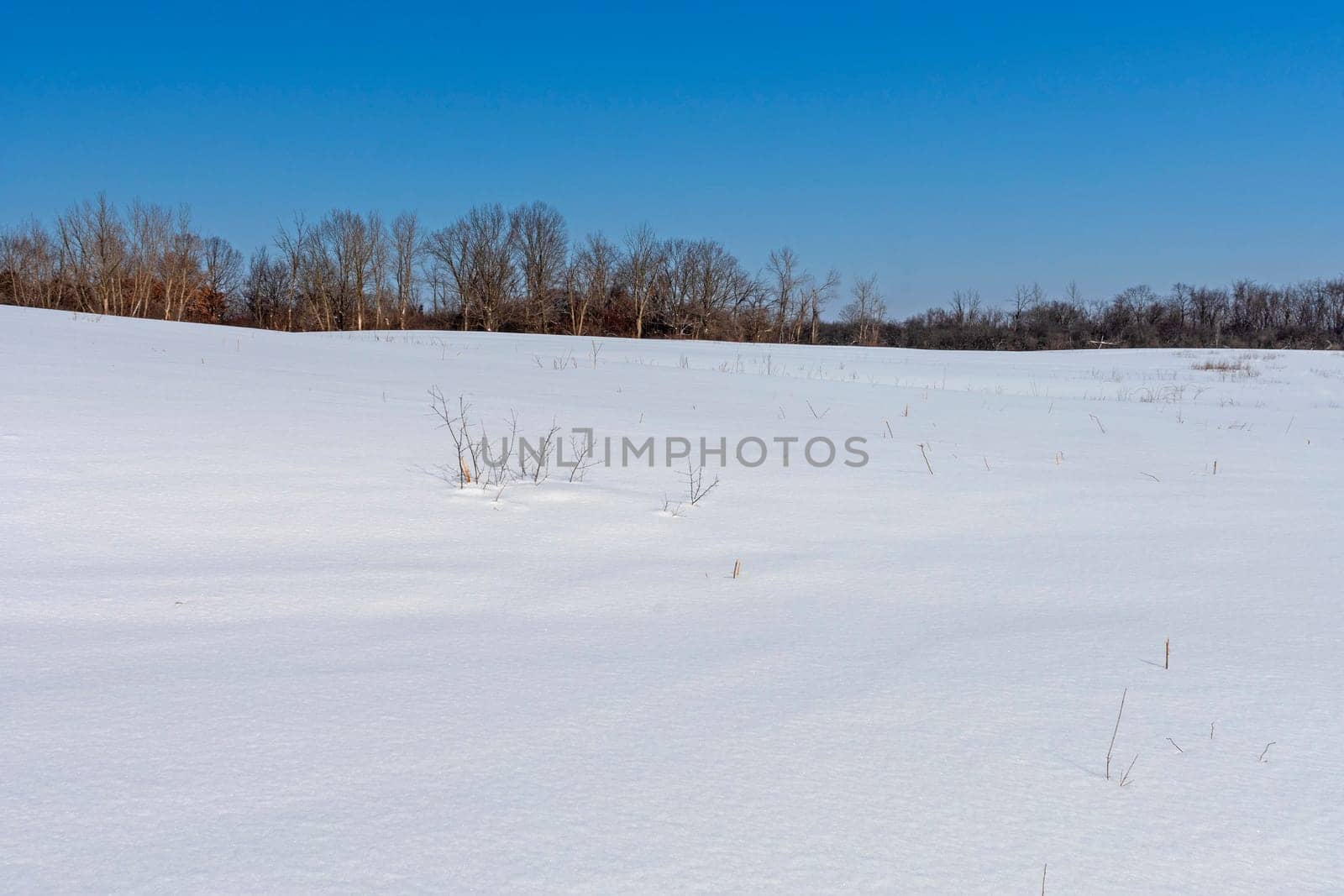 Unblemished Snow on a Open Field in the Crab Tree Nature Center in Illinois
