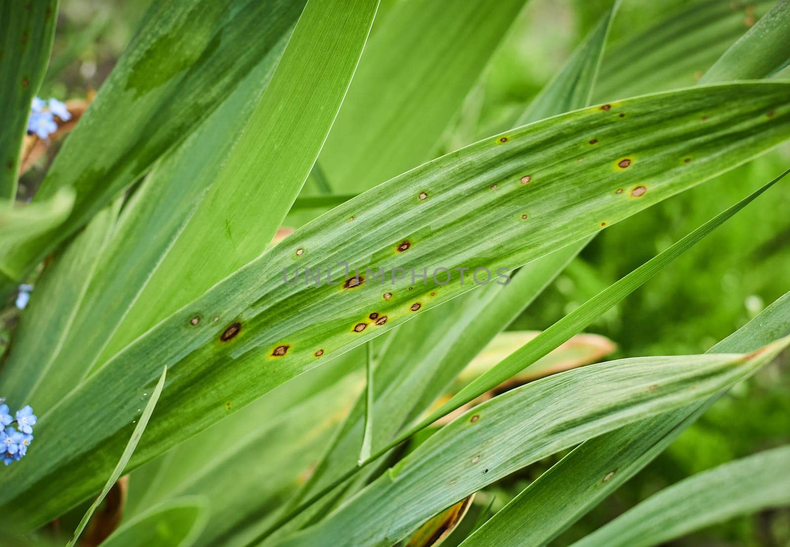 Common Plant Diseases. Fungal spots on leaves. Black spot or blotches on garden plant. Blight infected stems. Canker wounds by bacterial pathogens. Man holding foliage with brown areas and yellow halo
