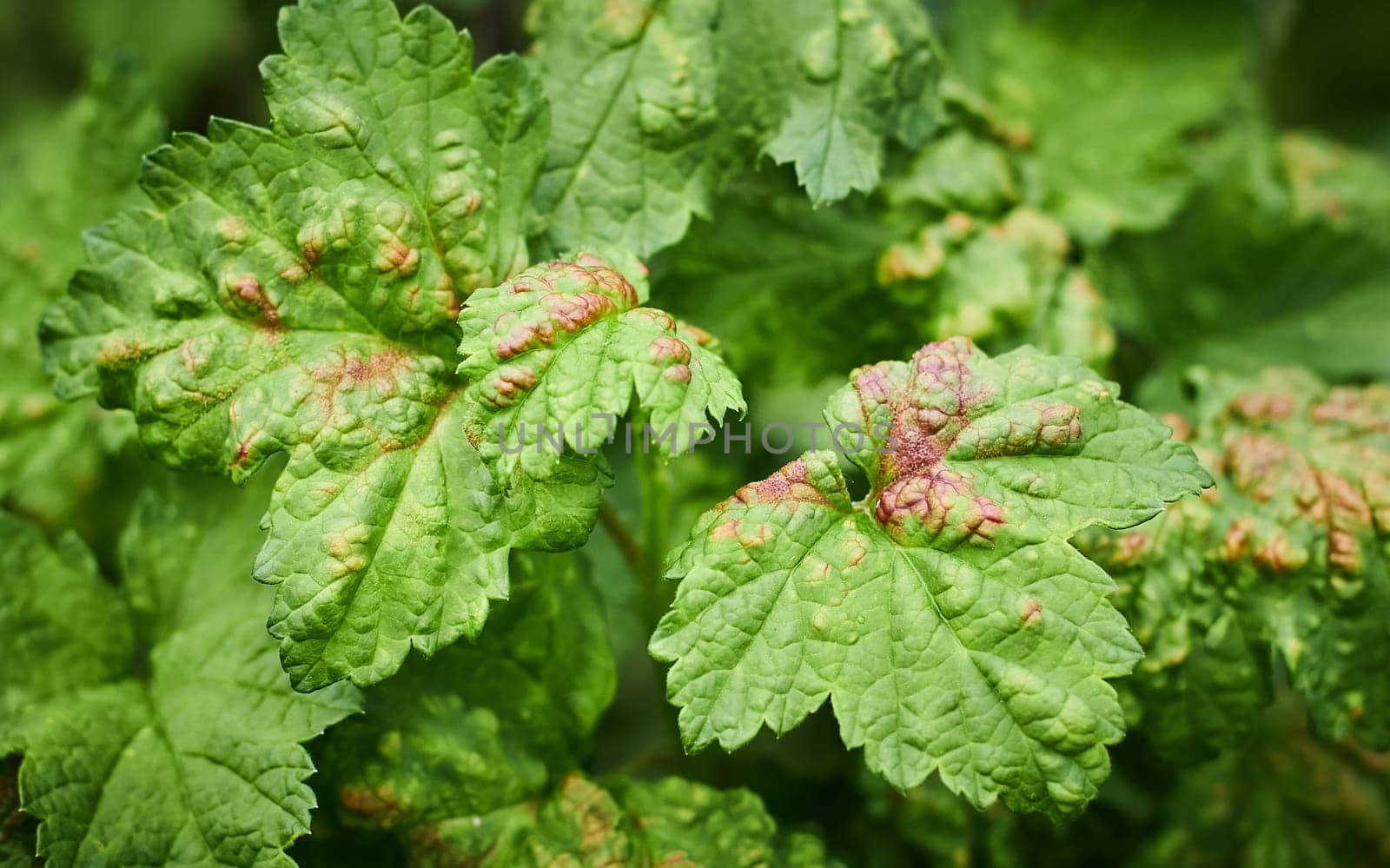 Common Plant Diseases. Peach leaf curl on currant leaves. Puckered or blistered leaves distorted by pale yellow aphids. Man holding reddish or yellowish green foliage eaten by currant blister aphids