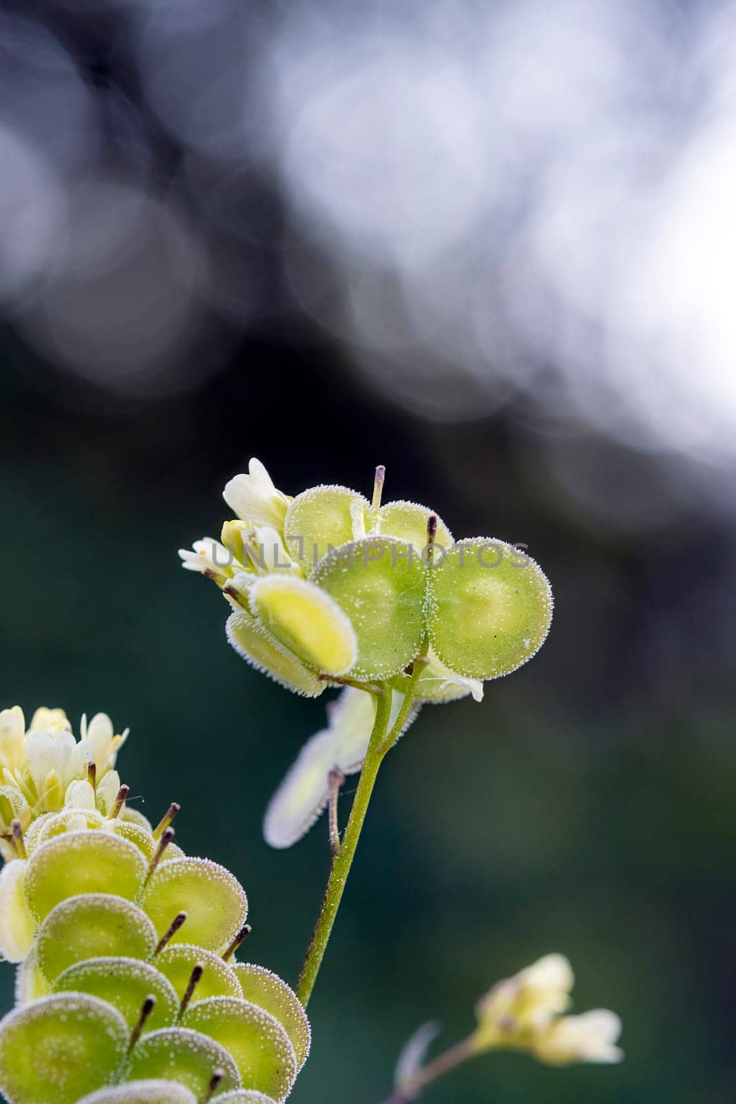 Biscutella is a genus of about 46 species of flowering plants in the Brassicaceae family. Wild plant in the mountains in the mediterranean. Macro photography.