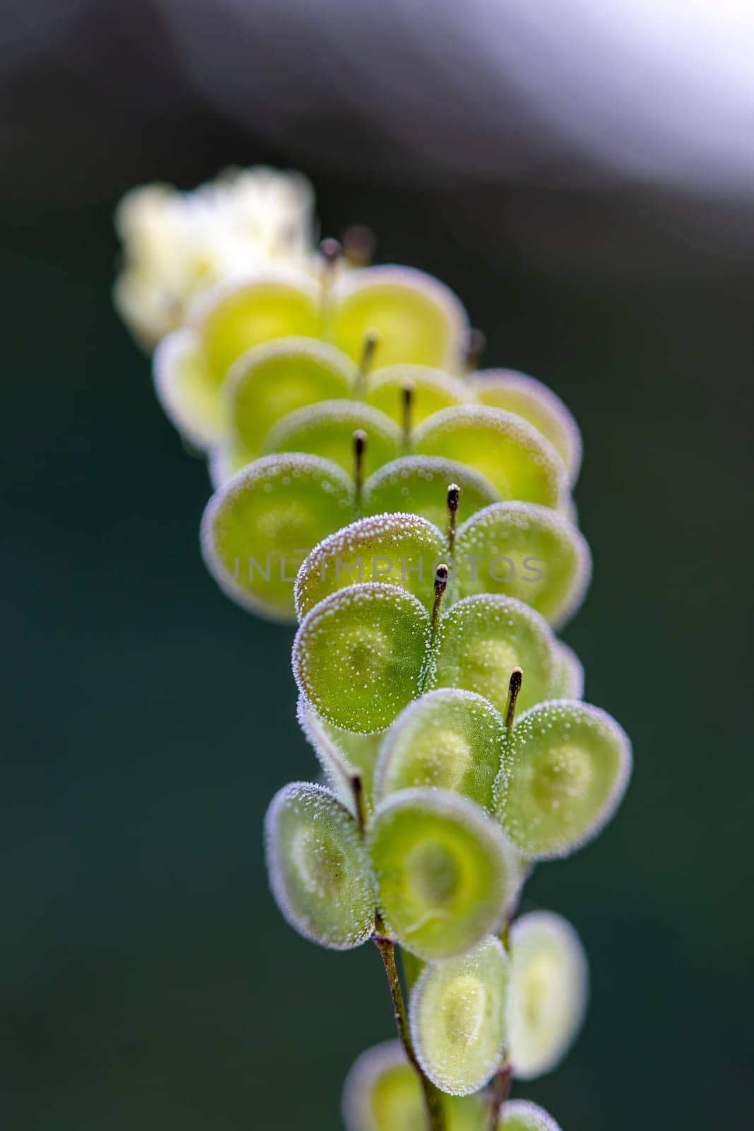 Biscutella is a genus of about 46 species of flowering plants in the Brassicaceae family. Wild plant in the mountains in the mediterranean. Macro photography.