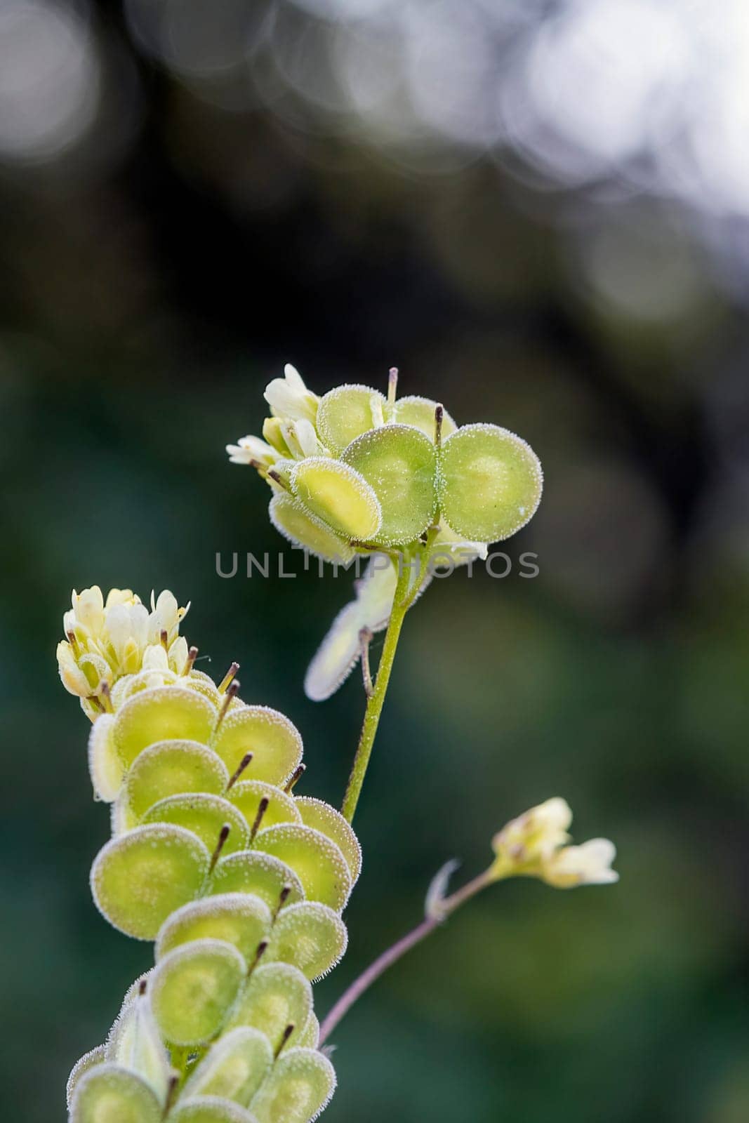 Biscutella is a genus of about 46 species of flowering plants in the Brassicaceae family. Wild plant in the mountains in the mediterranean. Macro photography.