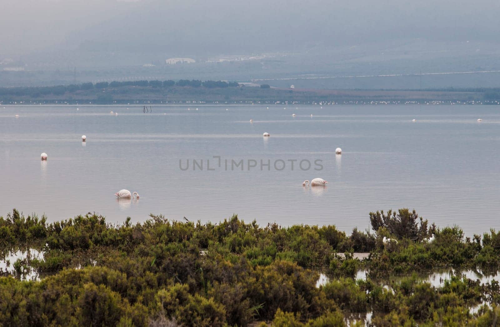 Flamingos at Fuente de Piedra lagoon a foggy day, Malaga, Spain